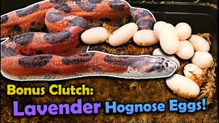 Double Clutch Feature: Rat Snakes and Hognose Eggs!
