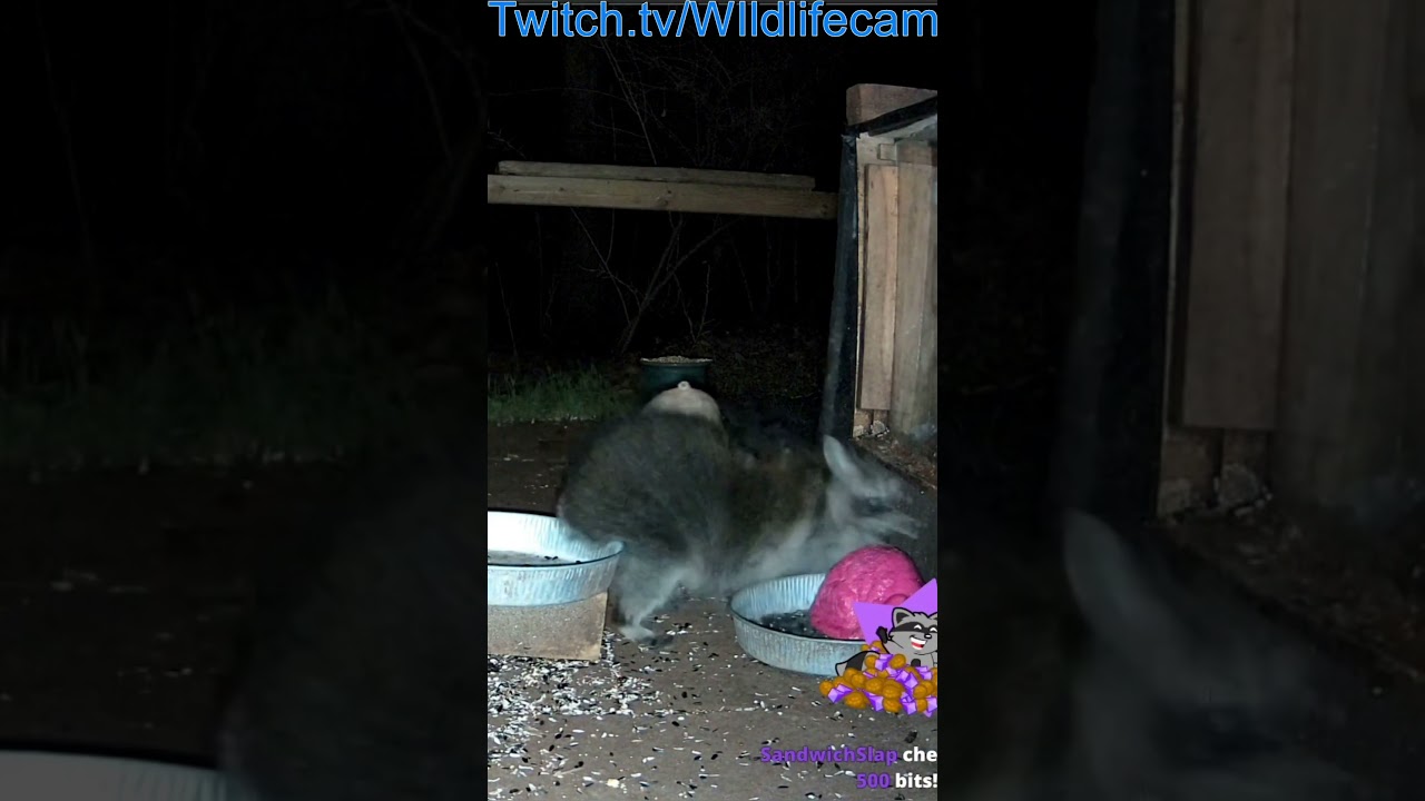 Raccoons “fighting” over the peanuts. 