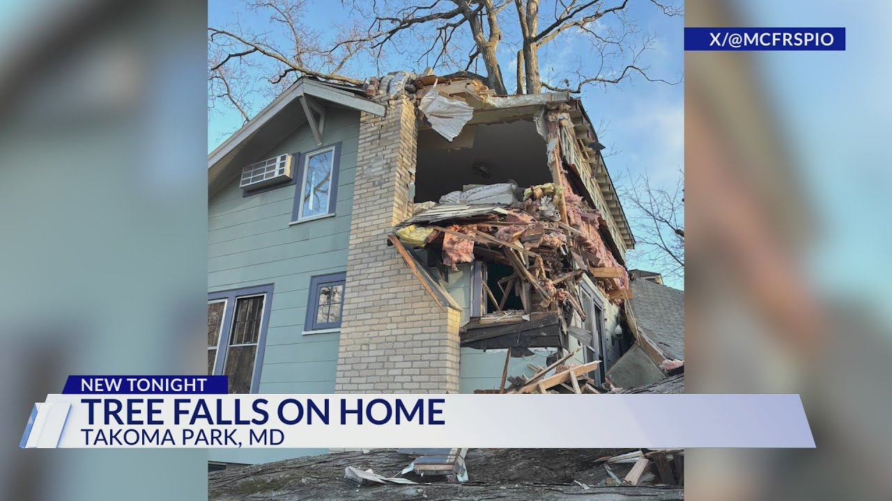Family, pets displaced after tree falls on home in Takoma Park - YouTube