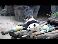 Panda revela la diferencia entre lo gordito y lo peludo丨CCTV Español