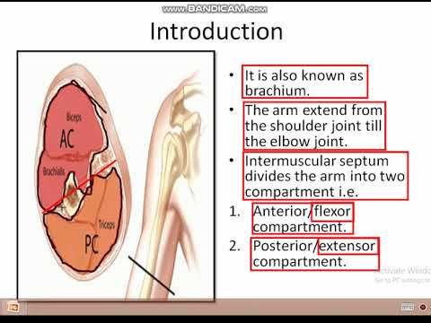 muscles of the arm part 1 - YouTube