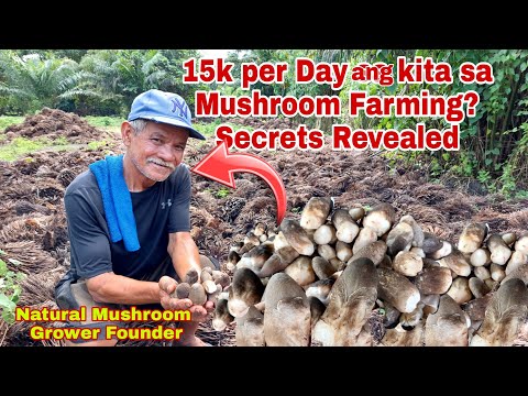 Video: Maaari Ka Bang Magtanim ng Shiitake Mushrooms sa Loob - Mga Tip Sa Pagpapalaki ng Shiitake Mushroom