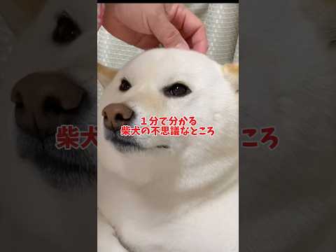 【１分で分かる】柴犬の不思議なところ❓　#shorts #柴犬 #犬 #dog