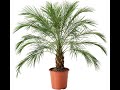 Как вырастить финиковую пальму из косточки (часть-1)