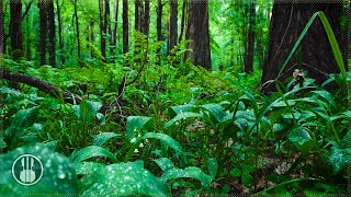 Gentle Spring Rain on Leaves. Relaxing Sounds of Forest Nature for Healthy Sleep  3 Hours.