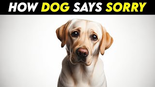 How Dogs Apologize | Understanding Canine Apologies | Pets Guide