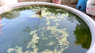 Dragonflies As Parental Role Models