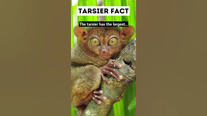 The Tarsier has The LONGEST...🤯🤯🔝 #shorts #tarsier #facts #wildlife #animals