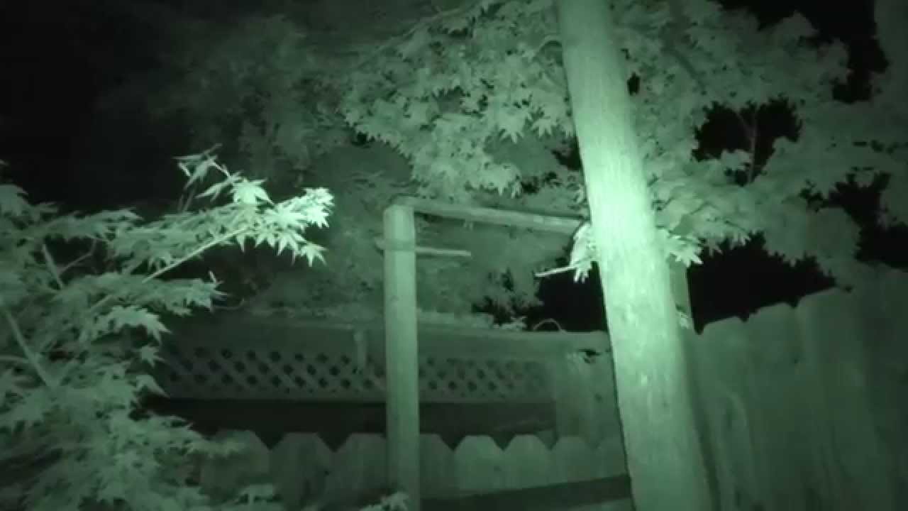 Little critter seen with my night vision camcorder. YouTube