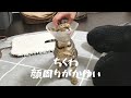 【エリザベスカラー】ちくわ､かゆい(o´罒`o)