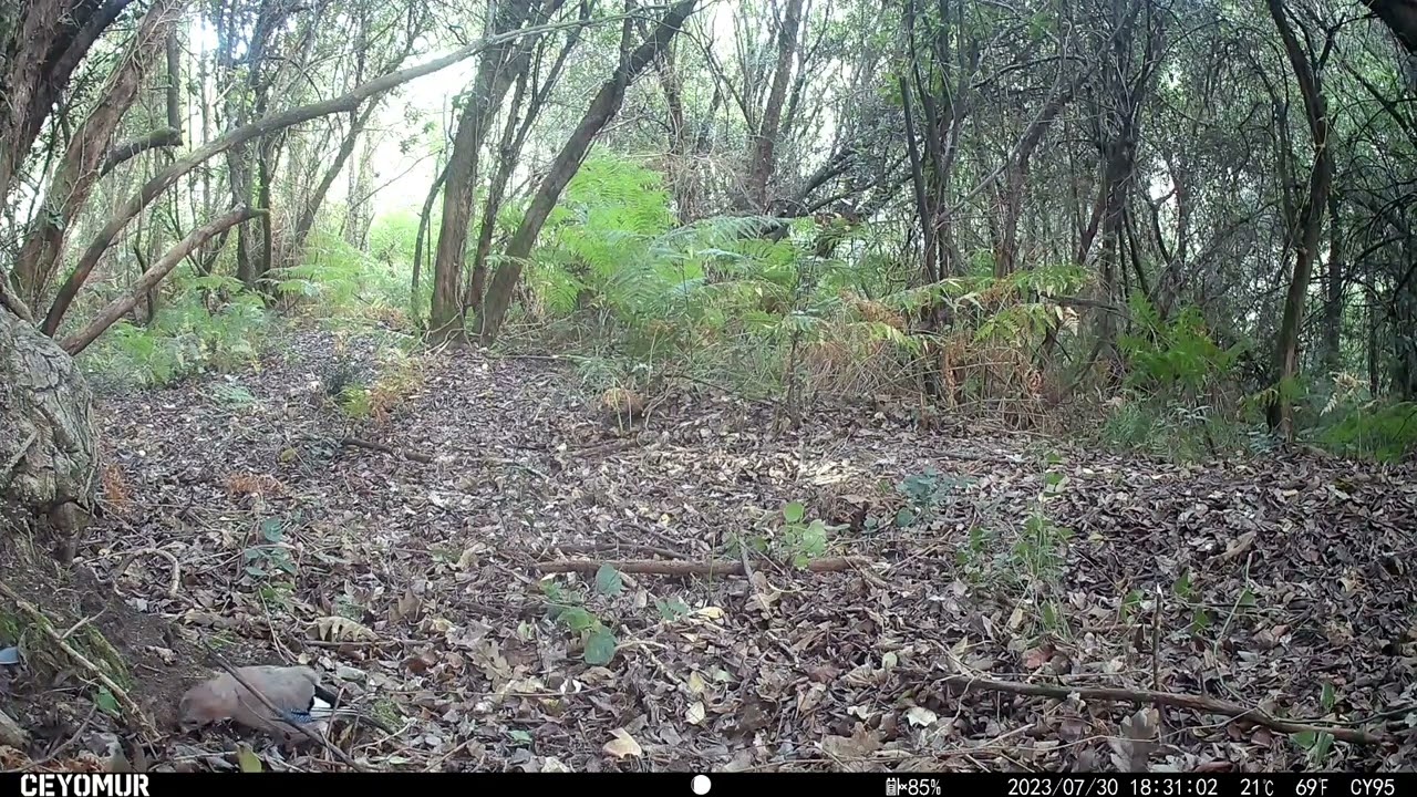 Fototrampeo Pais Vasco (Verano 2023)