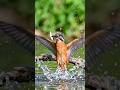 hungry birds fish eating in water #hungrybirds #fish #fishing