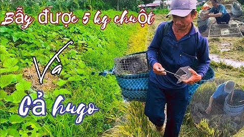 Đi bẫy chuột đồng tới mùa cắt lúa