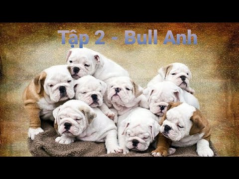 Ep 2: English Bulldog - Tập 2: Tìm hiểu về giống chó Bull Anh