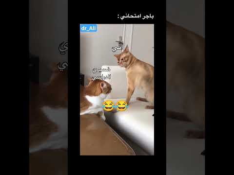 ضميري الدراسي ابدا ما يصحه طالب تخدير