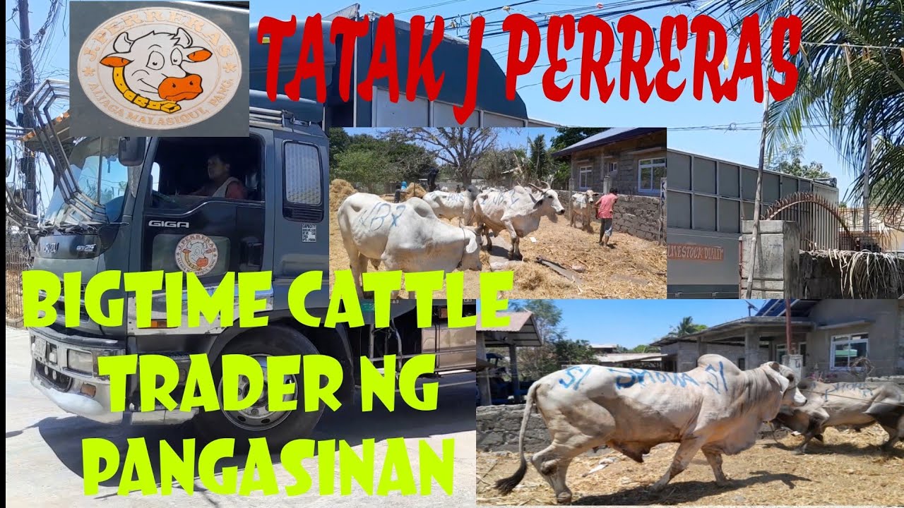 FARM VISIT SA ISANG CATTLE RAISER SA MALASIQUI  PANGASINAN #livestockmarket #marketday #palengkeday
