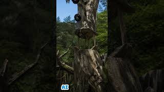 If Animal company was realistic #animalcompany #gorillatagquest #vr #blowup #relaxing #relistic