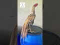 Top quality Young Male Parrot beak long tail Aseel #aseelfarm #aseellovers #parrotbeakaseel #aseels