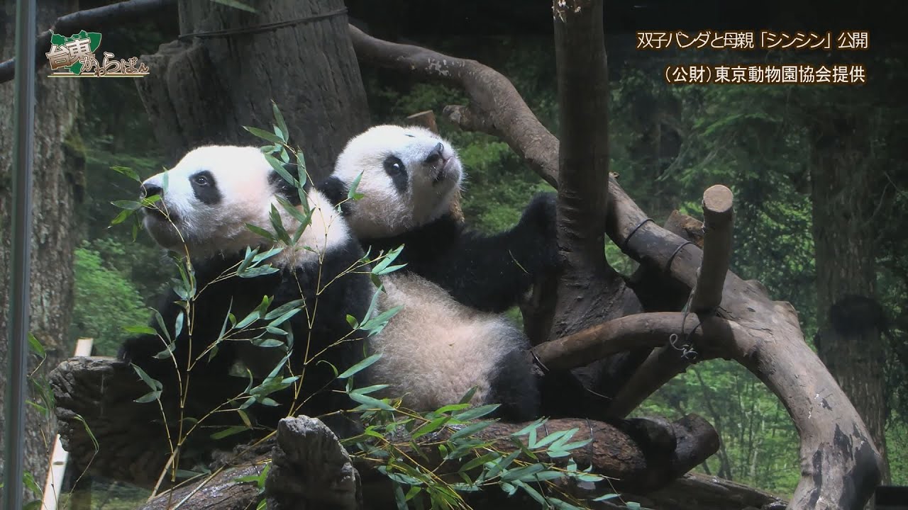 双子パンダと母親「シンシン」公開 - YouTube