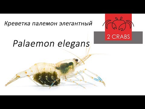 Креветка палемон элегантный Palaemon elegans