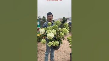 Cẩm tú cầu thân gỗ các bác tham khảo giống mơi trồng nhé!! ☎️: 092.391.6866 #nhavuonngoclam