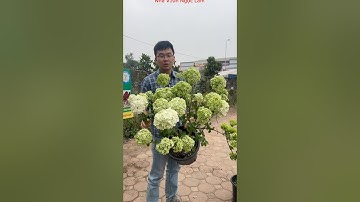 Cẩm tú cầu thân gỗ các bác tham khảo giống mơi trồng nhé!! ☎️: 092.391.6866 #nhavuonngoclam