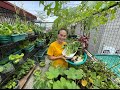 SARIWANG GULAY! HARVEST TIME SA AKING URBAN BAHAY KUBO! Labanos, Kangkong, Ampalaya, at Patola!