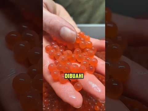 Proses mengembangbiakan telur