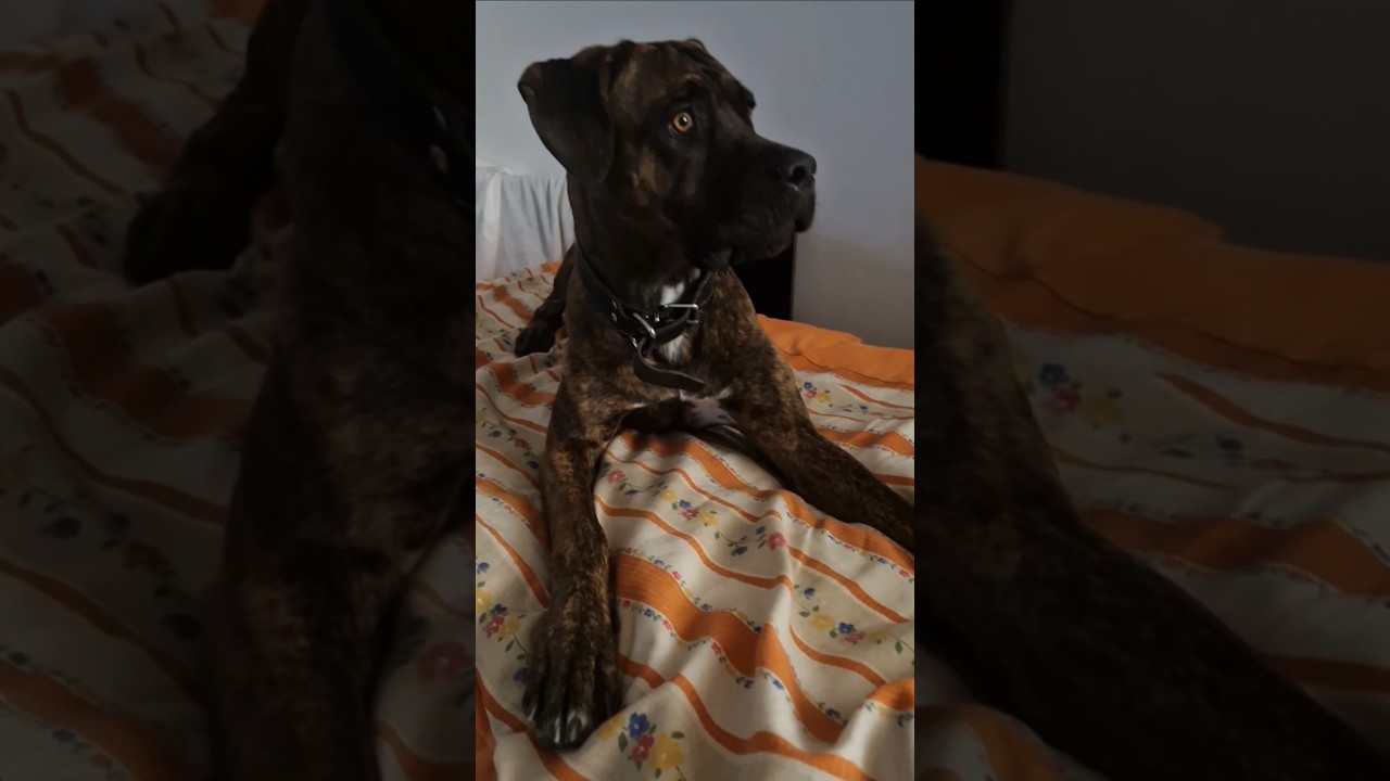 Chi sta entrando in casa??