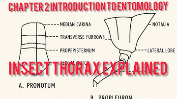 Chapter 2 Introduction to Entomology|Insect Thorax Explained | Structure, Segments