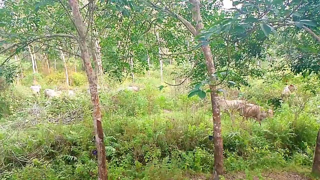 Video Kerumunan Sapi Kampung Berjalan Menuju Kandang