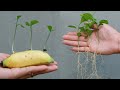 How to Grow Lemons in Bananas at home for beginners