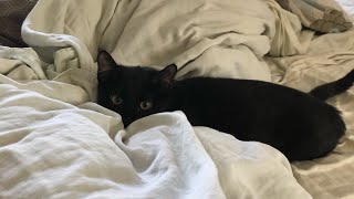 Meet Ventus the Kitten