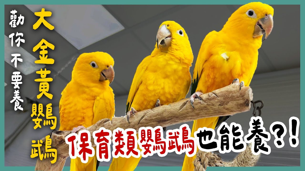 超稀有！牠是放大版凱克鸚鵡？！最像的反而是金剛鸚鵡？牠會欺負同伴？！大金黃鸚鵡飼養上和其他鸚鵡有什麼不同呢？《勸你不要養》EP19 | 蝌蚪老師與三桃
