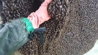 Chinh Phục Tổ Ong Khoái Đen Cuối Mùa Vĩ Đại | Con Của Rừng