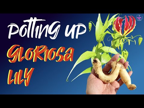 How to pot up Gloriosa Lily Tubers in containers | Full Tutorial | Winter storage Update |  🙌🏼🪴