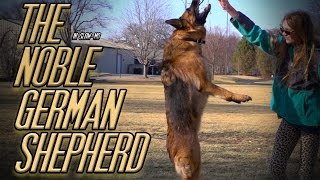 Awesome German Shepherd Dog Fetching Stick in Slow Motion  Wildlife 4k