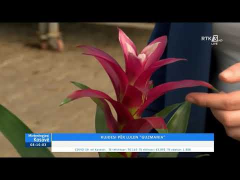 Video: Kujdesi për bimët Bromeliad: Rritja dhe Kujdesi për Bimët Bromeliad