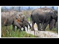 cute baby elephant crossing the road with his mother ..