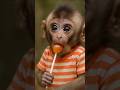 Baby Monkey's First Lollipop Taste! 🍭🐒 #funny