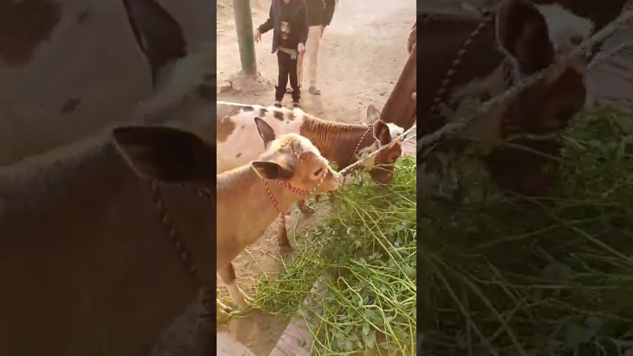 الان ضربه جويه في مزرعه القليوبيه للبقر القنيه اسعار بتنهار عجول وعجلات اعمار ثلاثه اشهر واربعه اشهر