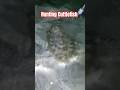 Cuttlefish Hunting #shorts #shortvideo #shortsfeed #fypシ #trendingshorts #viral #ofw