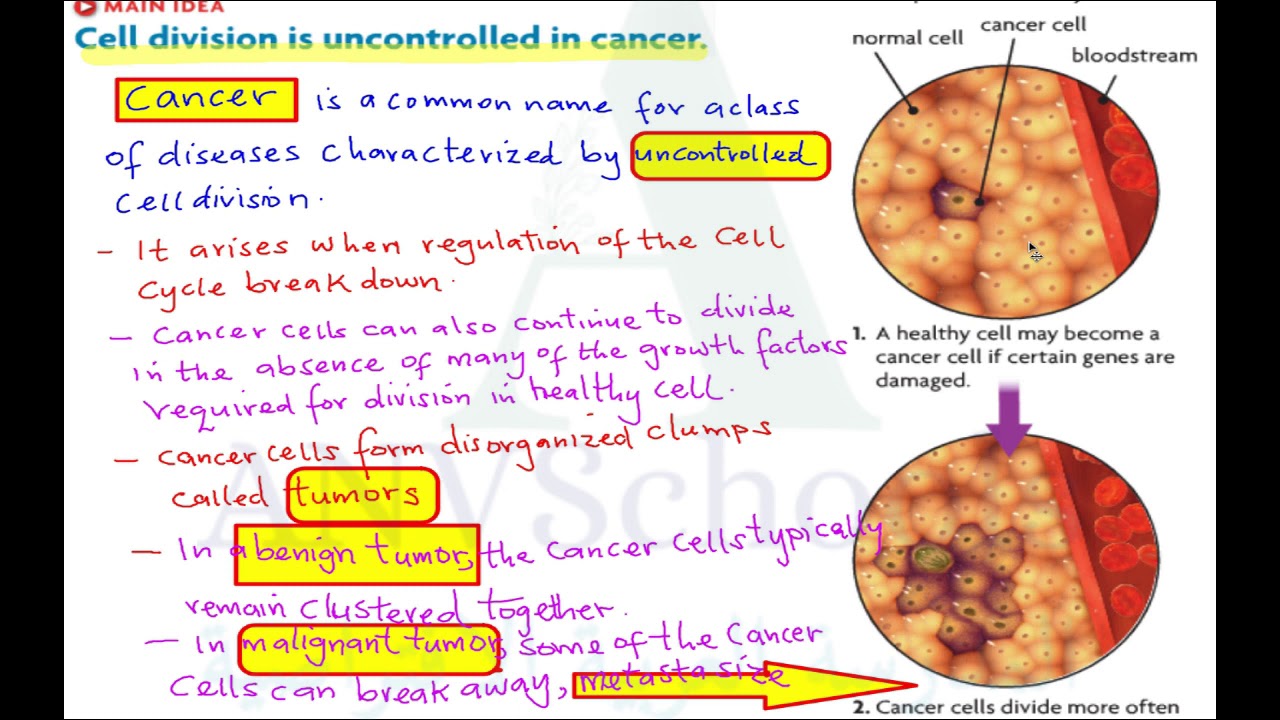 Regulation of The Cell Cycle - Mitosis -Cell Division is Uncontrolled is Cancer