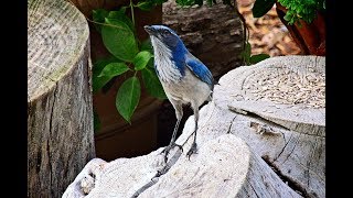 Funny Dancing Bird Video