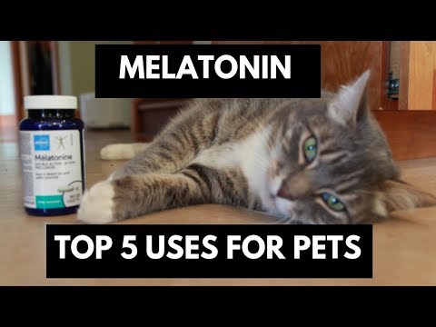 melatonin:-top-5-uses-for-dogs-and-cats