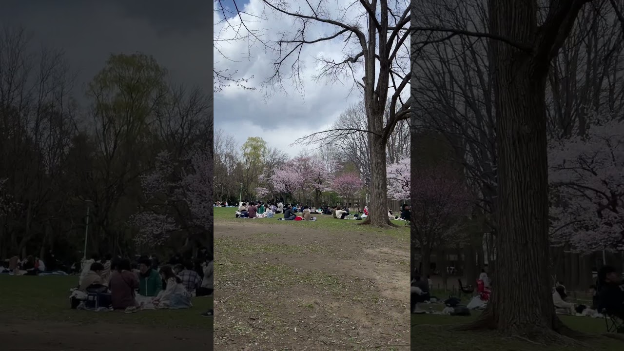 Japanese Sakura Picnic! 