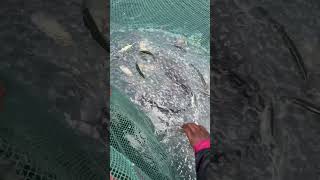 SEAFISHING #fishing #fish #sea #offshorefishing