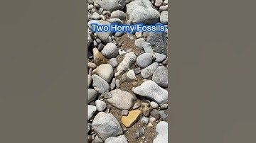 2x Rugose Coral Fossils (Horn Coral)🪸