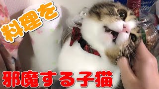料理中もかまってほしい子猫【スコティッシュフォールド】【Scottish Fold】