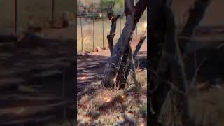Python climbing tree #shorts #python #nature